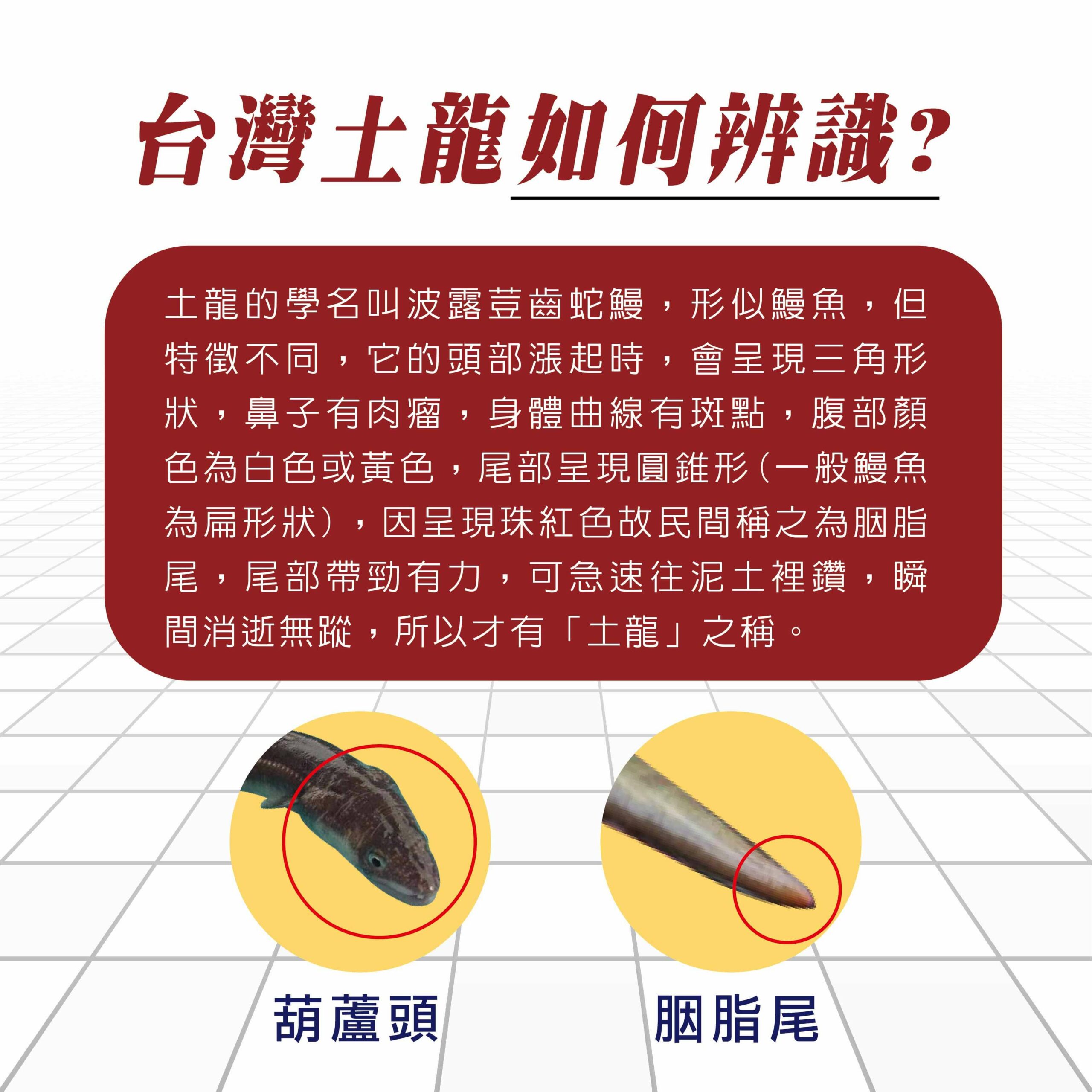 土龍精養生精華膠囊 – 太極石